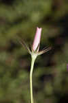 Bartram's rose gentian